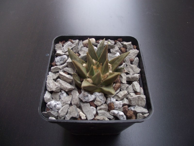 Ariocarpus retusus ssp. scapharostroides 