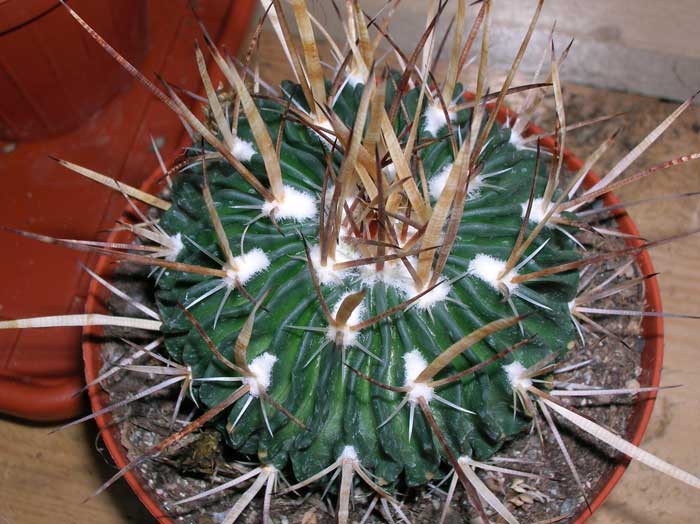 Stenocactus crispatus 