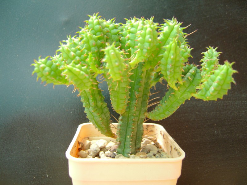 Euphorbia submammillaris f. pfersdorfii 