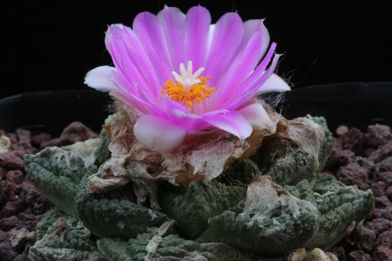 Ariocarpus fissuratus 