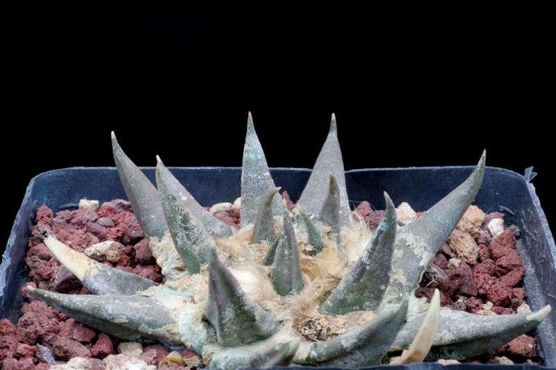 Ariocarpus trigonus PAN 285