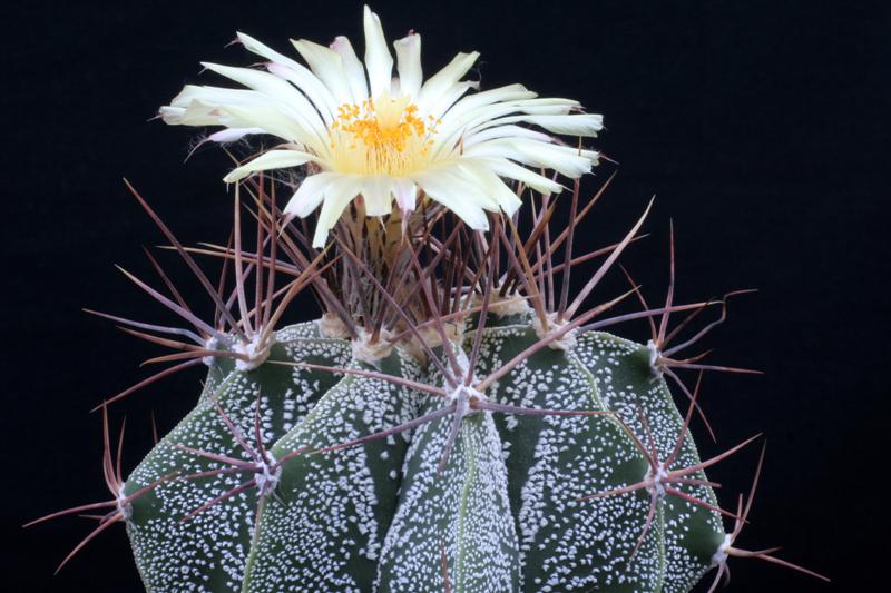 Astrophytum ornatum 