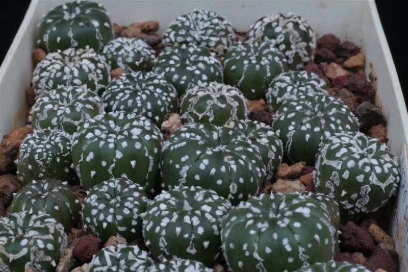 Astrophytum asterias cv. super kabuto 