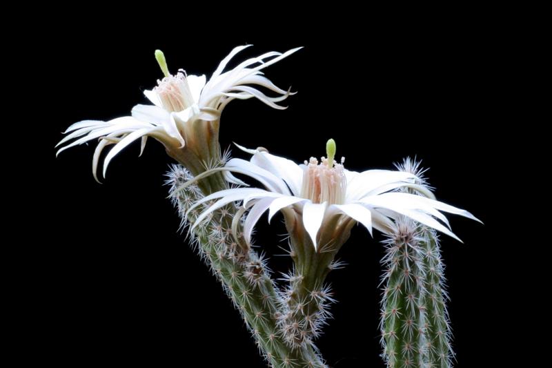 Echinocereus  leucanthus 