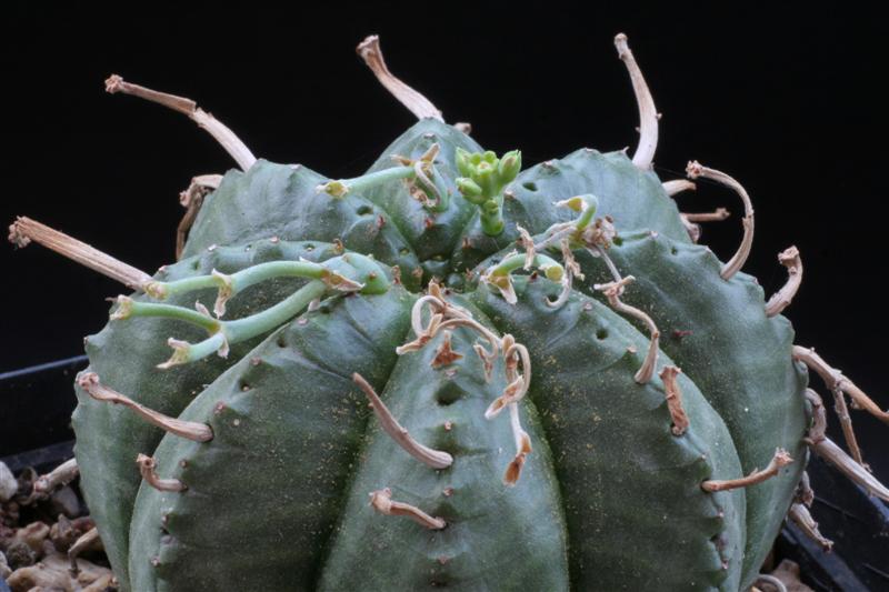 Euphorbia meloformis 