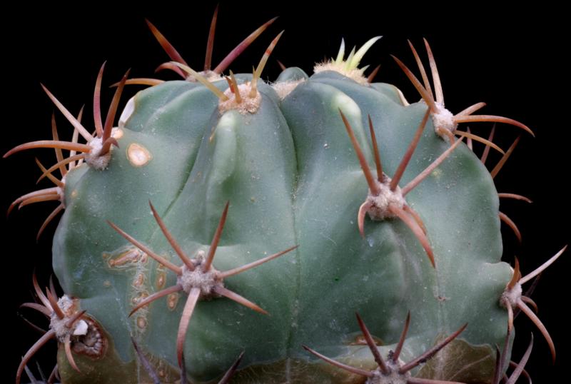 Ferocactus latispinus CH 175