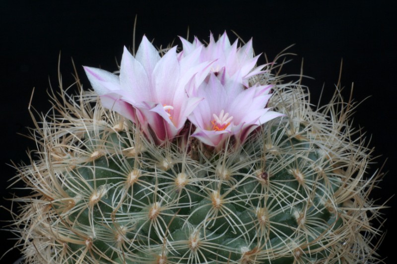 Gymnocactus knuthianus L 732