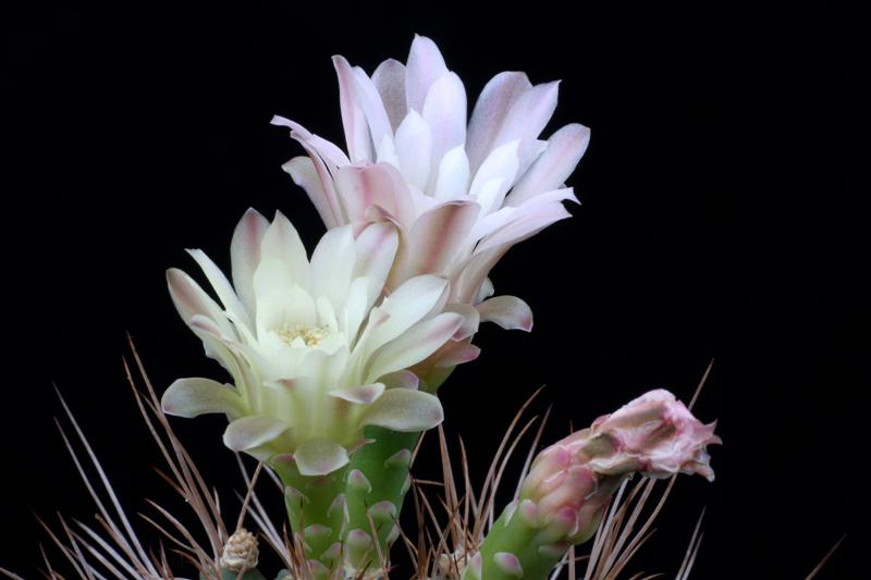 Gymnocalycium mihanovichii 