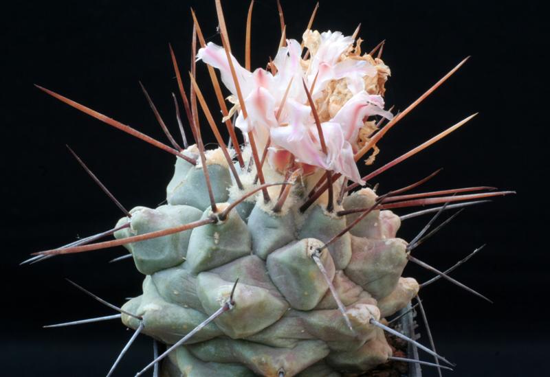 Thelocactus multicephalus PAN 266