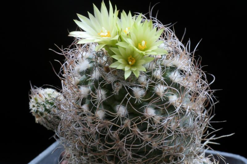 Turbinicarpus krainzianus 
