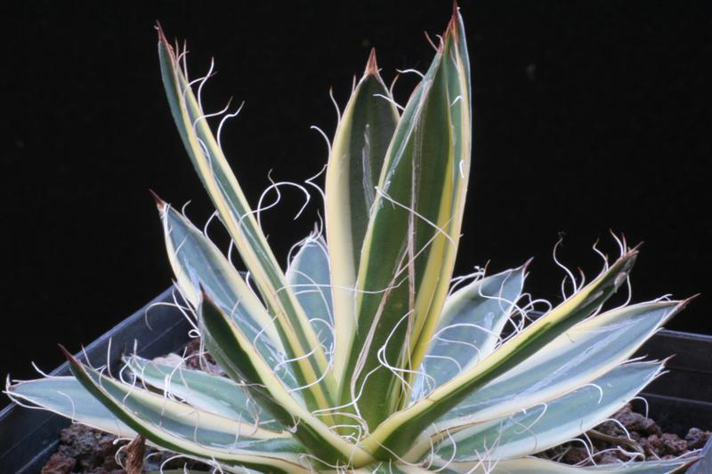 Agave schidigera cv. Schira Ito no Ohi 