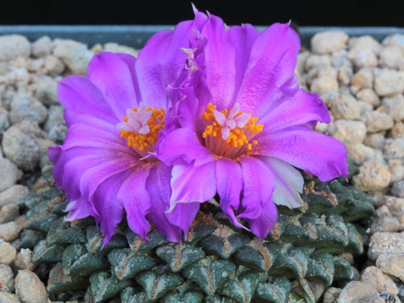 Ariocarpus kotschoubeyanus ssp. elephantidens 