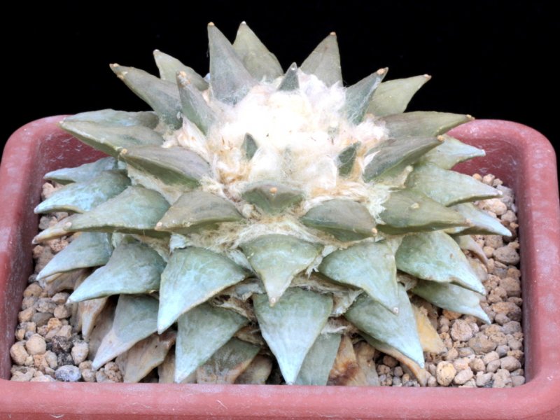 Ariocarpus retusus 