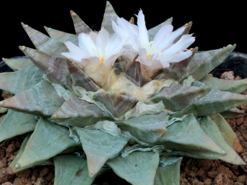 Ariocarpus retusus 