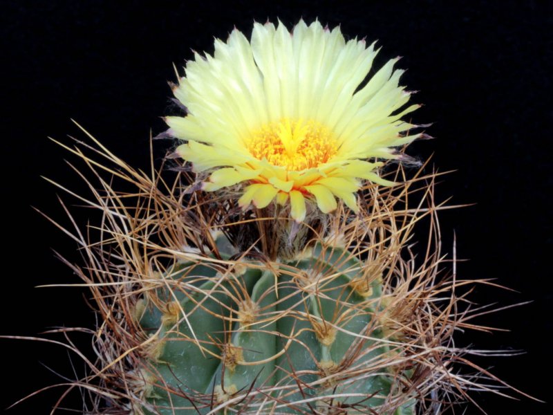 Astróphytum capricorne v. aureum 