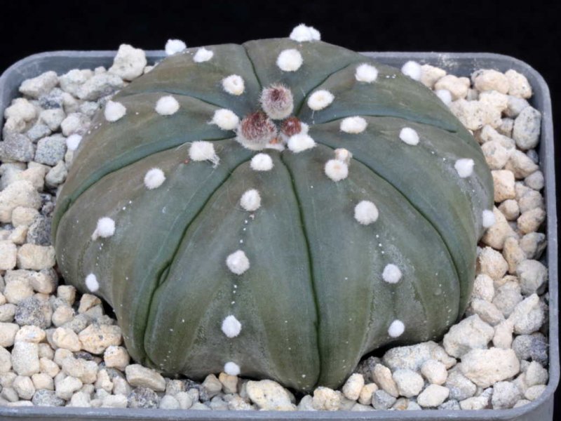 Astrophytum asterias 'super kabuto' star shape type nudum 