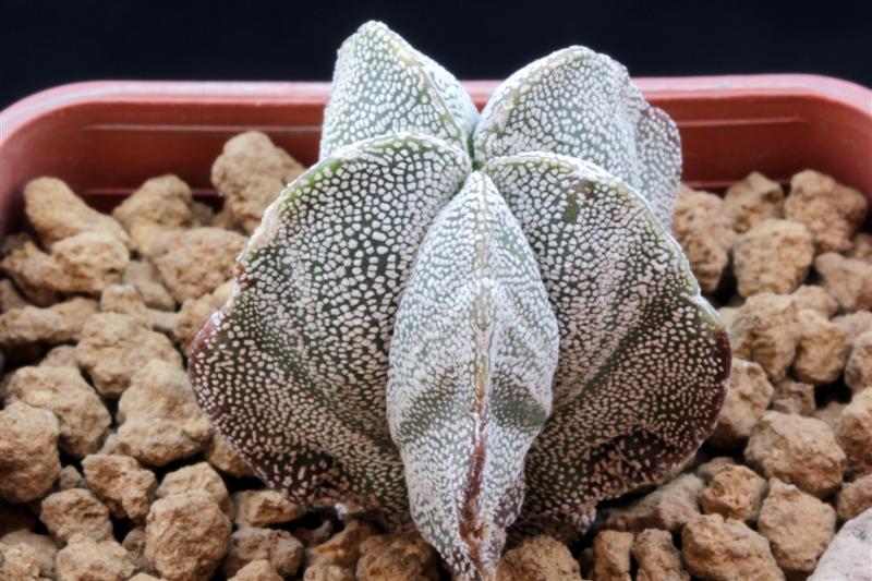 astrophytum myriostigma cv. onzuka japanese form