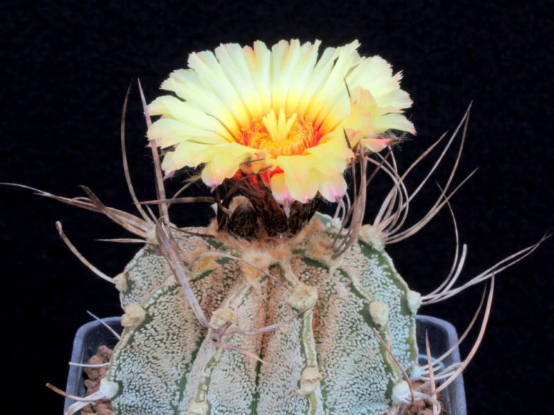 Astrophytum capricorne v. niveum 