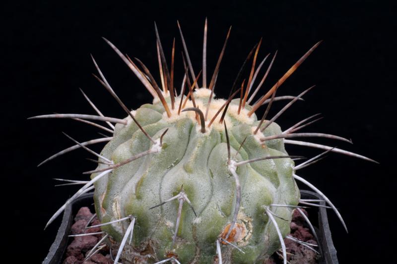 Copiapoa cinerea v. carrizalensis AW 84