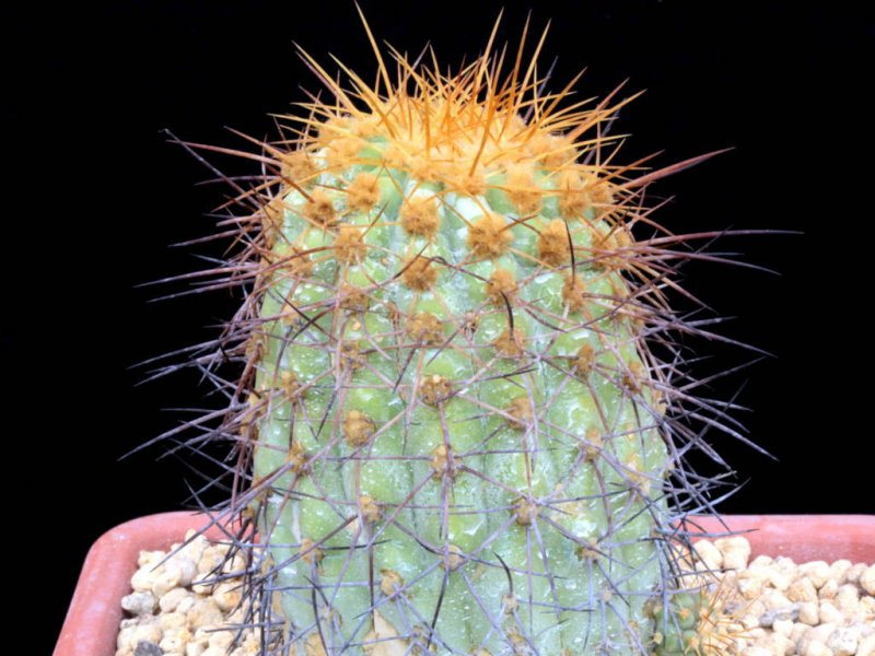 Copiapoa gigantea 