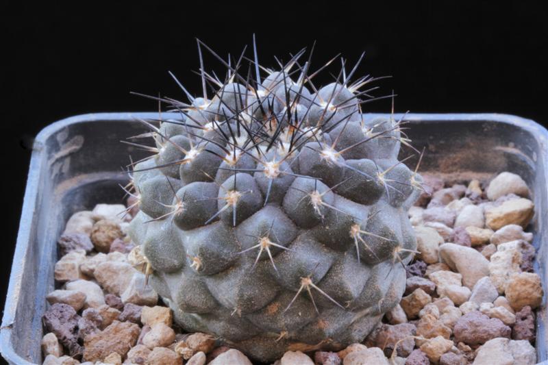 Copiapoa leonensis 