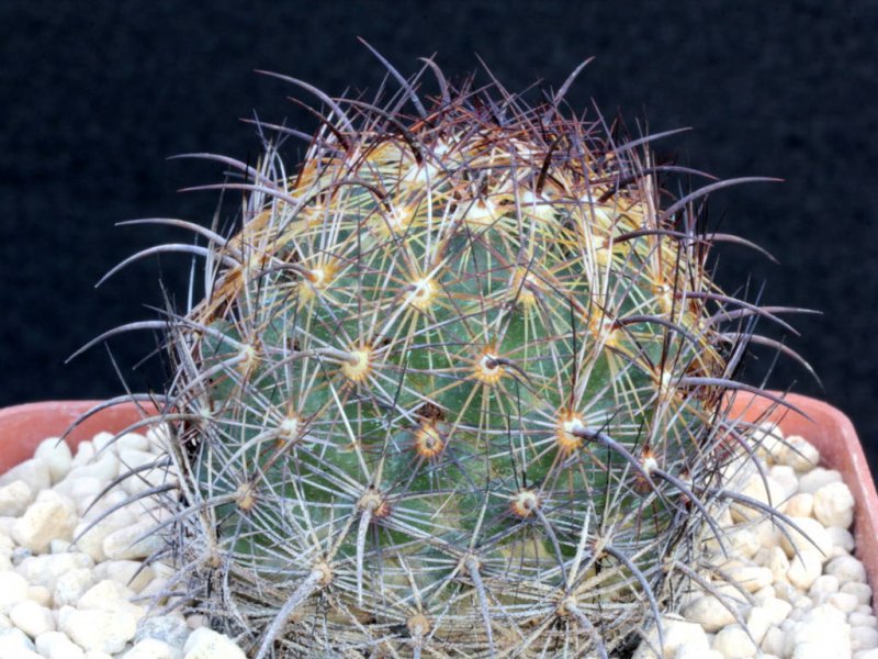 Coryphantha aff. delaetiana RS 1101