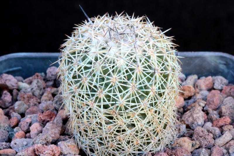 Coryphantha difficilis 