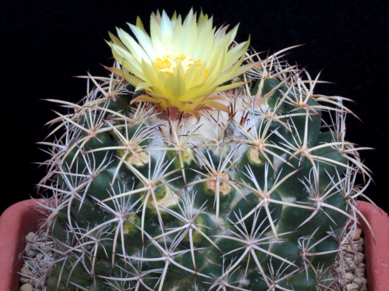 Coryphantha pycnacantha 