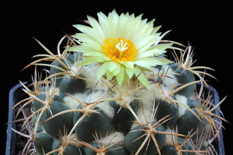 Coryphantha pycnacantha 