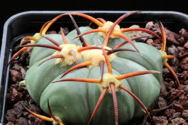 Echinocactus horizonthalonius VZD 690