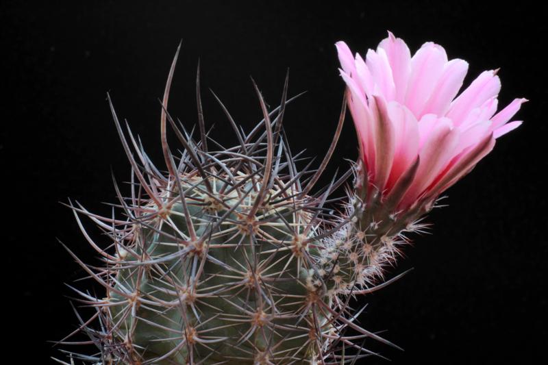 Echinocereus ferreirianus ssp. lindsayi 