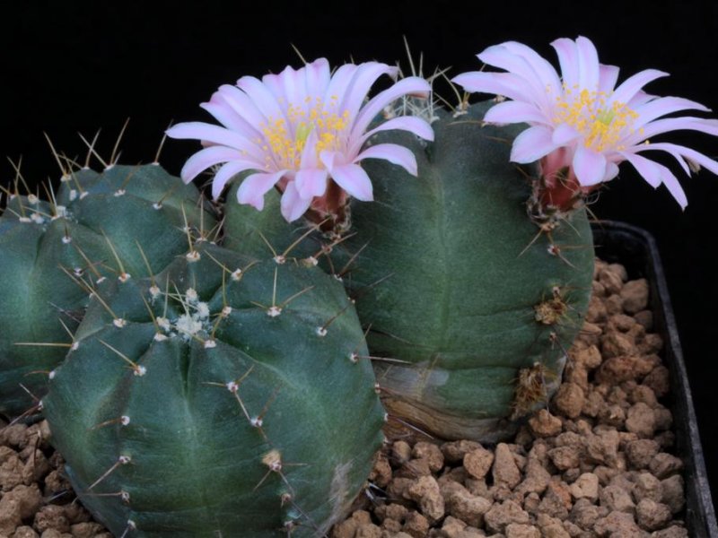 Echinocereus knippelianus 