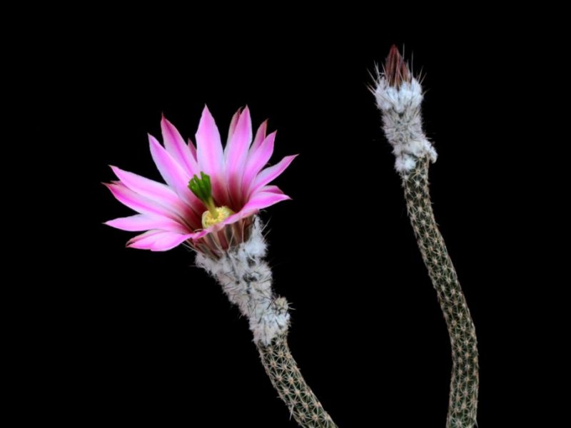 Echinocereus  poselgeri 