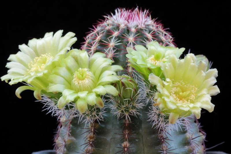 Echinocereus viridiflorus 