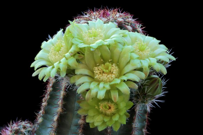 Echinocereus  viridiflorus 