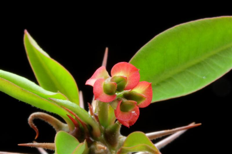 Euphorbia antafikiensis 