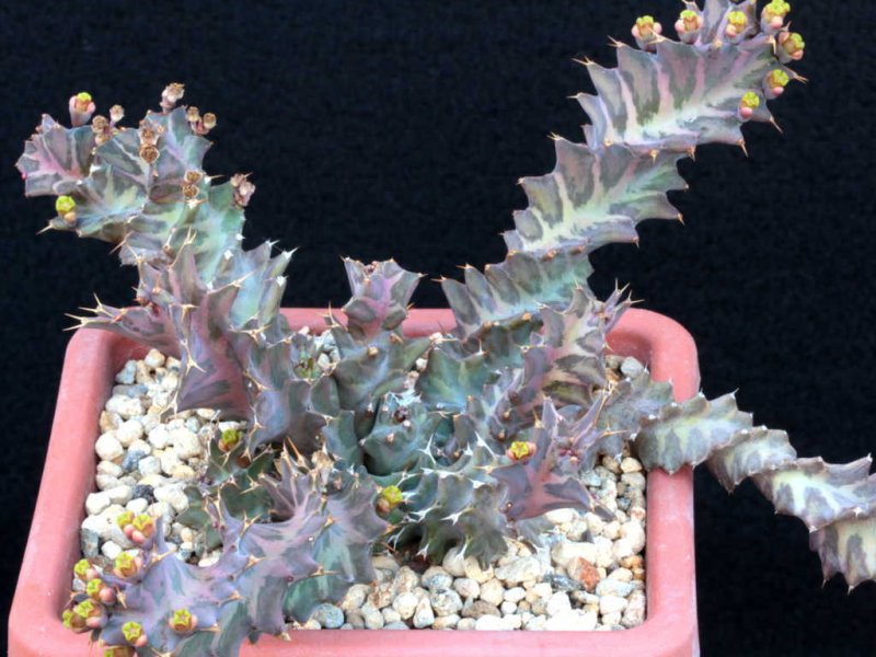 euphorbia tortirama