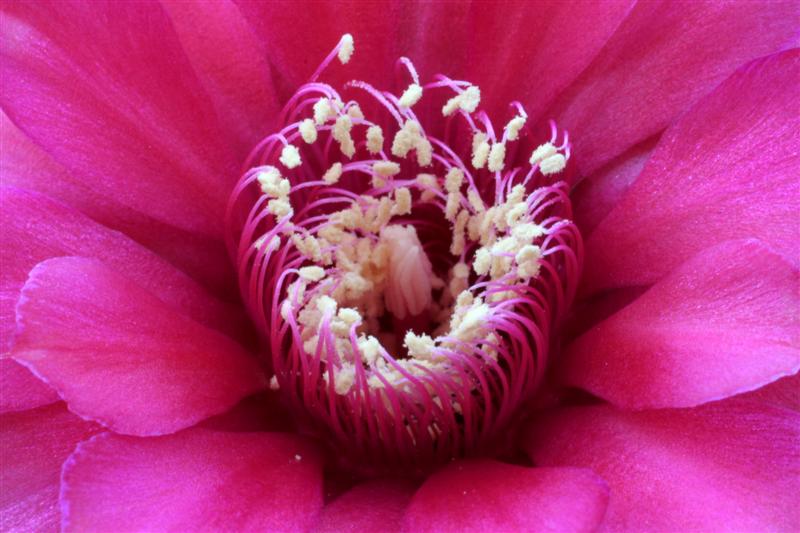 Gymnocalycium baldianum 