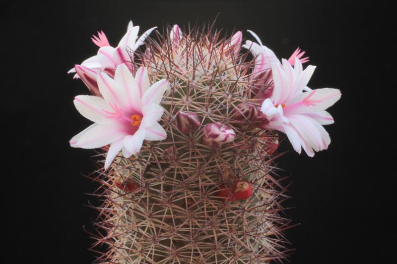 Mammillaria fraileana 