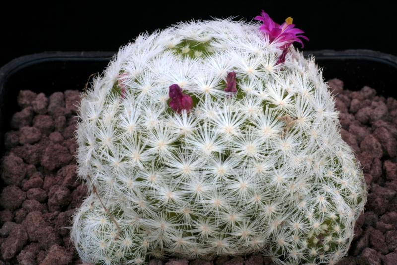 Mammillaria humboldtii 