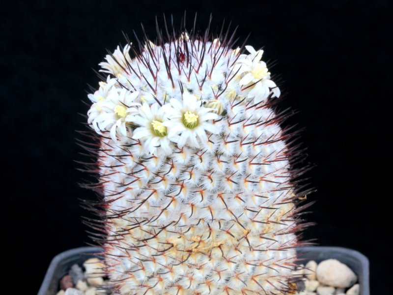 mammillaria perezdelarosae ssp. andersoniana