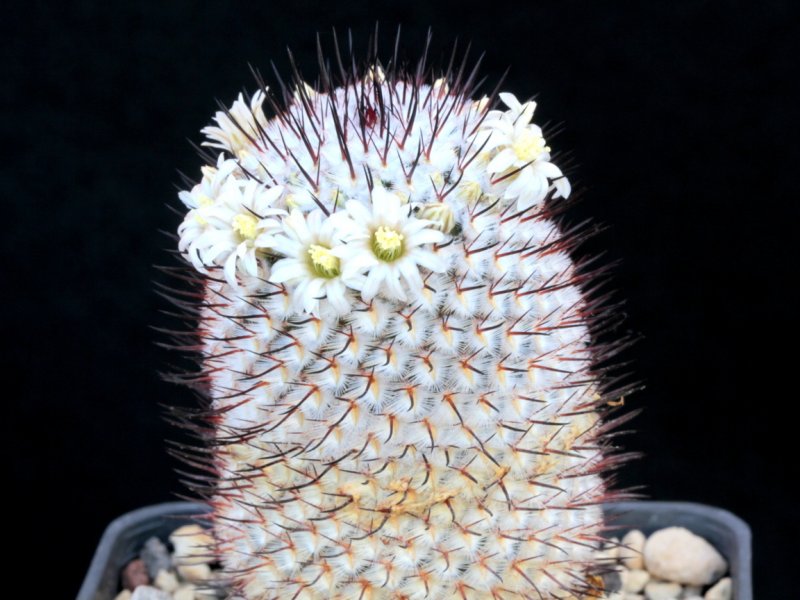 Mammillaria perezdelarosae ssp. andersoniana 