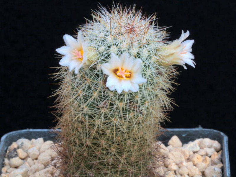 mammillaria phitauiana