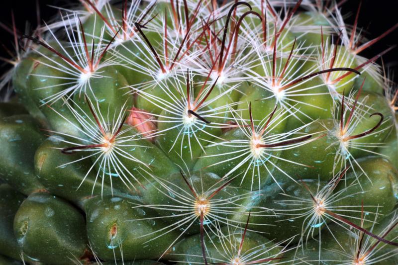 Mammillaria stampferi 