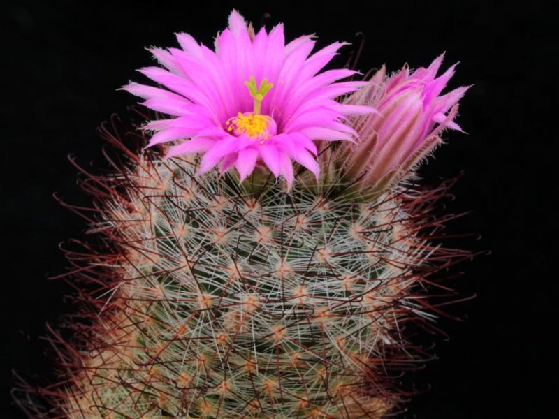 Mammillaria wilcoxii L1079