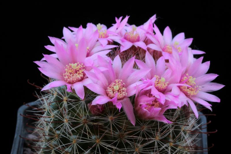 Mammillaria zeilmanniana 