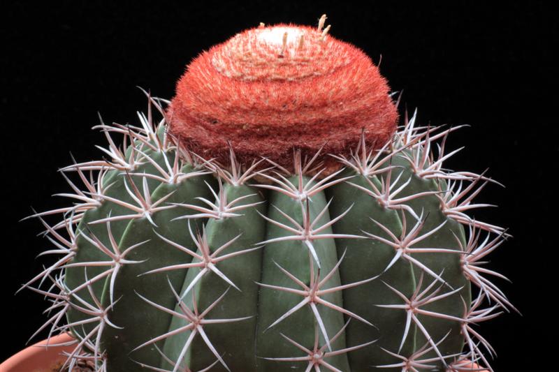 Melocactus matanzanus 