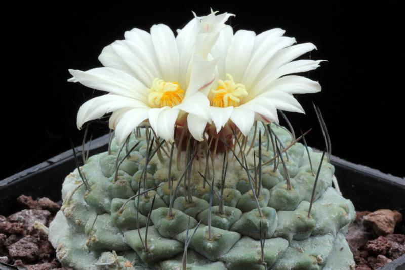 Strombocactus disciformis 