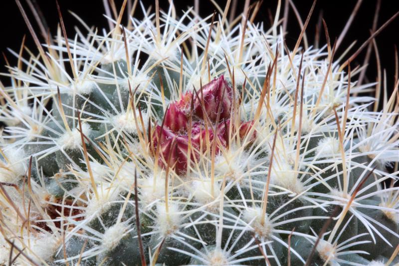 Turbinicarpus saueri sp. nova 