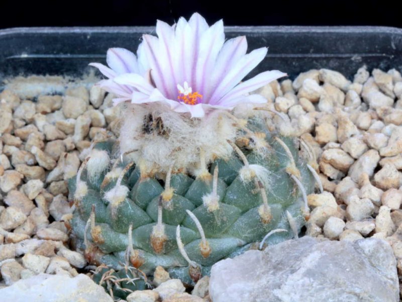 Turbinicarpus schmiedickeanus ssp. andersonii 